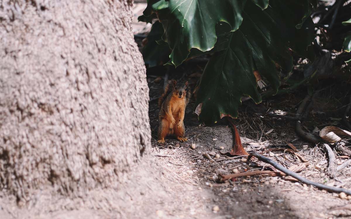 balboa park brown and black animal san diego